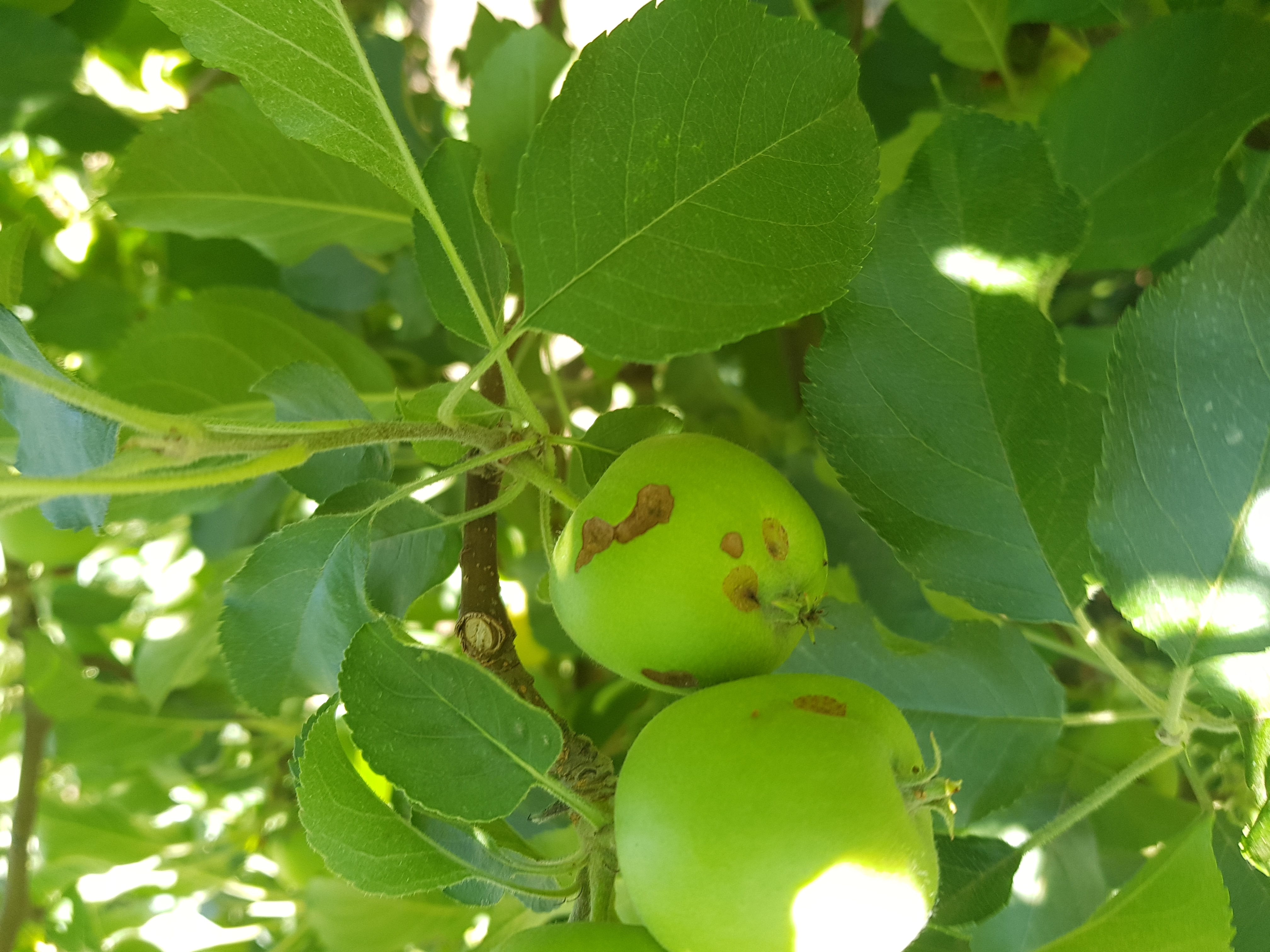 Snuitkewerkalander 3