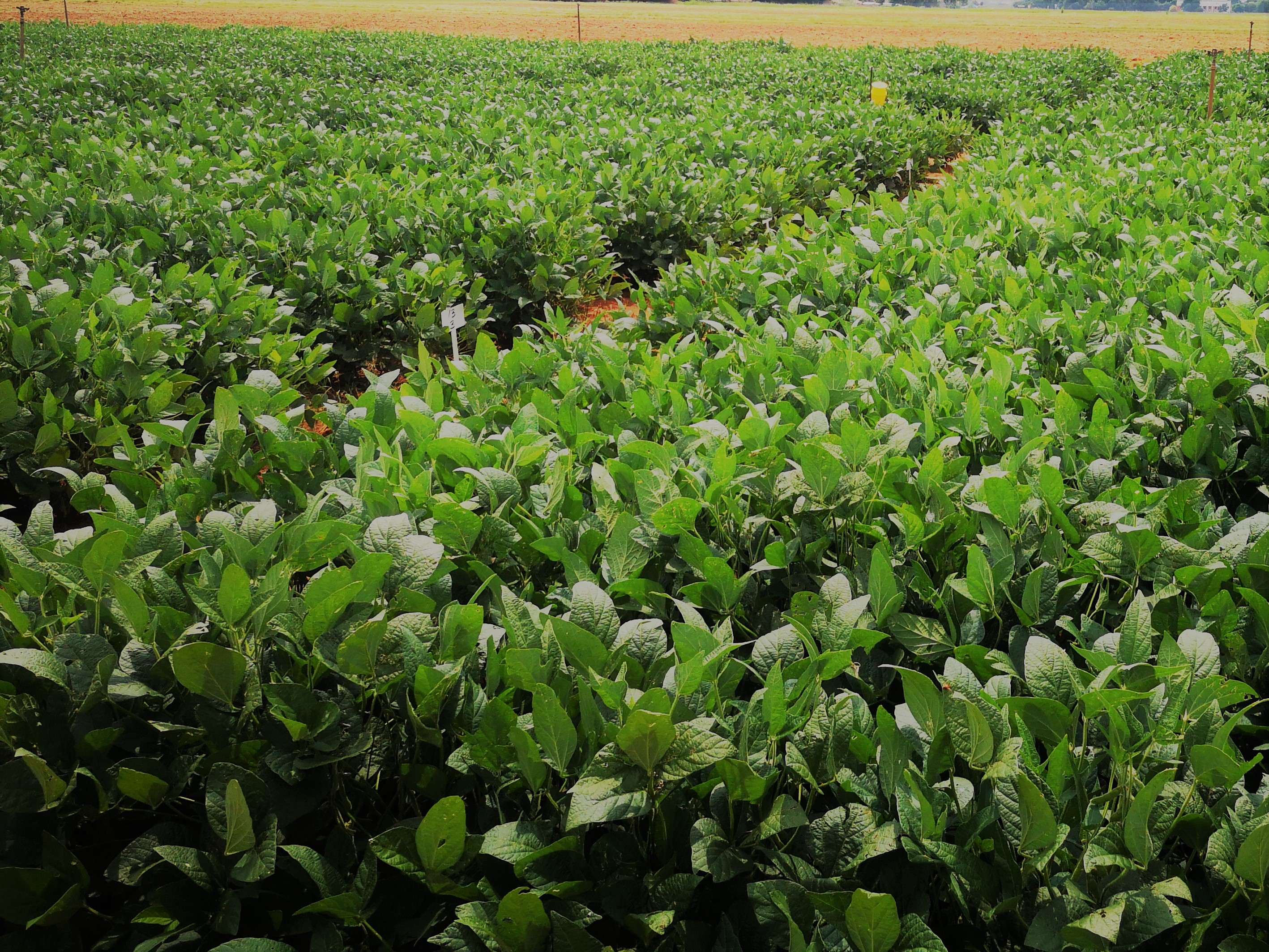 smacap_Bright smacap_Bright